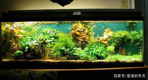 水族箱燈具選擇與光源顏色對(duì)魚(yú)類(lèi)的生態(tài)影響