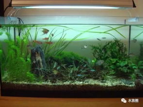 什么是生態(tài)水族箱？——揭秘現(xiàn)代水族藝術(shù)的生態(tài)平衡之道